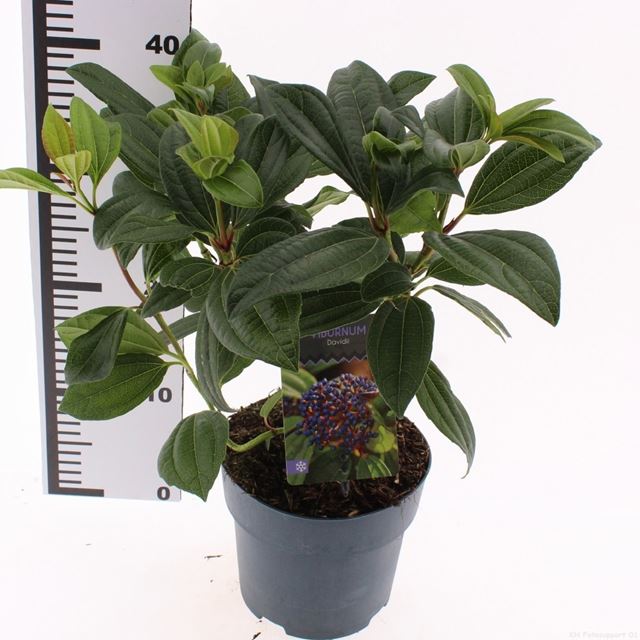 Picture of Viburnum davidii