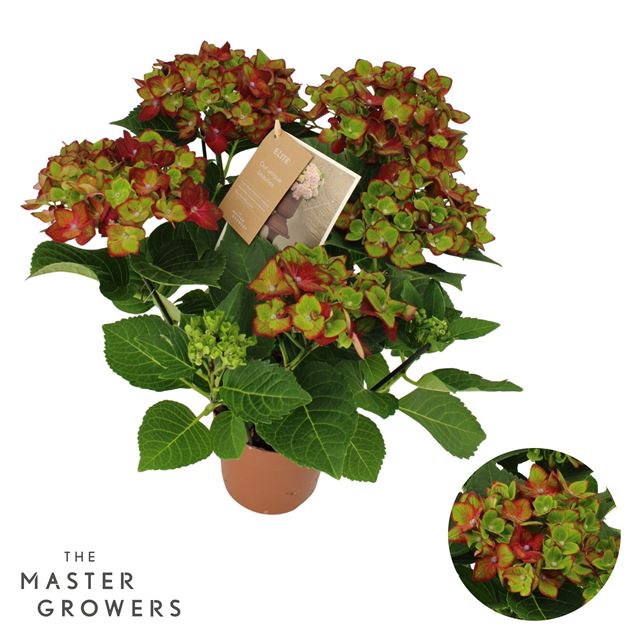 Picture of Hydrangea macrophylla road lila 05+fl