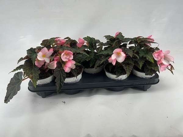 Picture of BEGONIA APPLE BLOSSOM