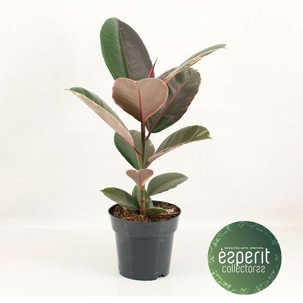 Picture of FICUS ELASTICA PINK CAMOUFLAGE