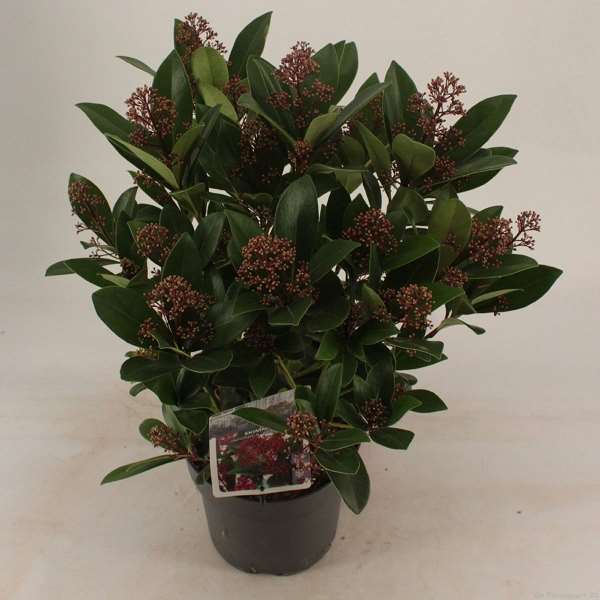 Picture of SKIMMIA JAPONICA RUBELLA 15+FL