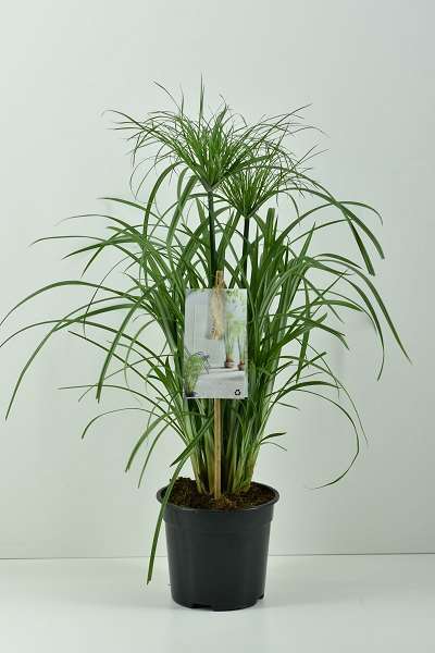 Picture of CYPERUS PAPYRUS