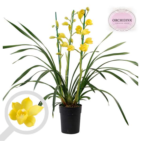 Picture of CYMBIDIUM 03-STEM YELLOW