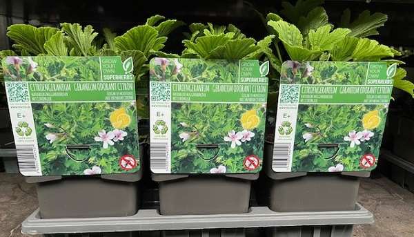 Picture of Pelargonium grandeur odorata lemon
