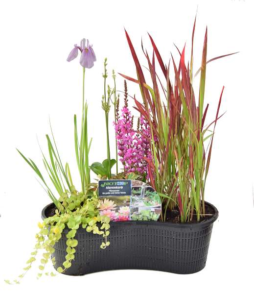 Picture of PATIO POND IN KIDNEY SHAPED BASKET