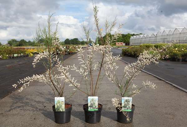 Picture of Tamarix ramosissima hulsdonk white
