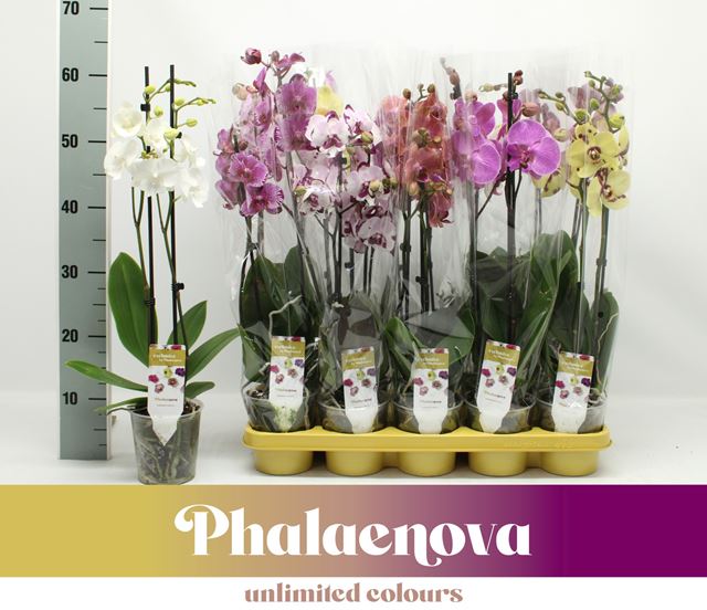 Picture of PHALAENOPSIS 02-STEM MIX EXCLUSIVE