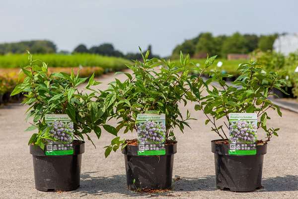 Picture of Deutzia raspberry sundae