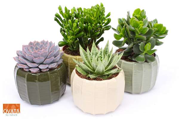 Picture of Succulent mix in copenhagen ceramic