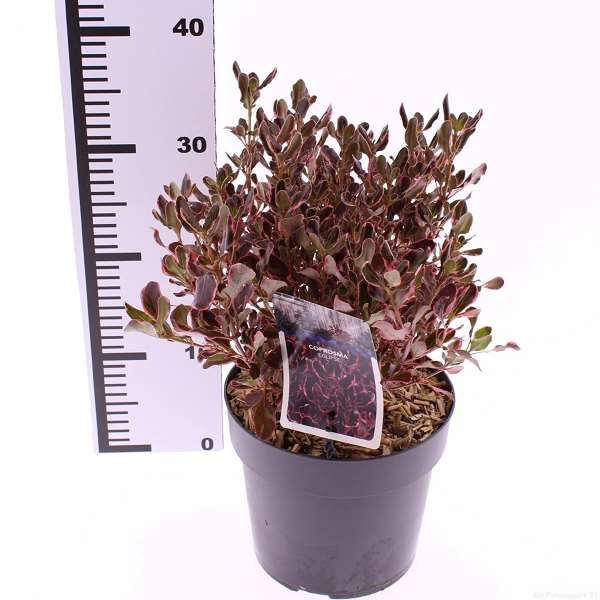 Picture of COPROSMA ECLIPSE