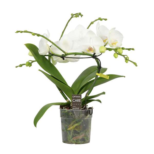 Picture of PHALAENOPSIS 02-STEM INFINITY WHITE