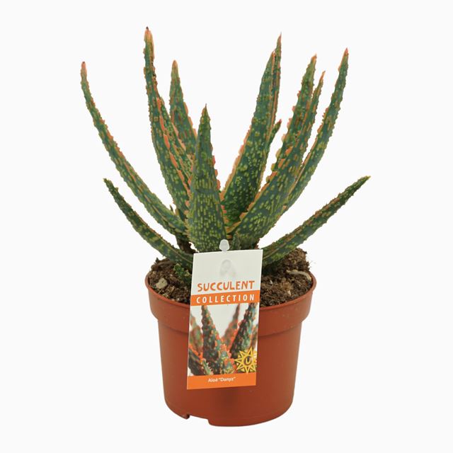 Picture of ALOE ZEBRINA DANNYZ