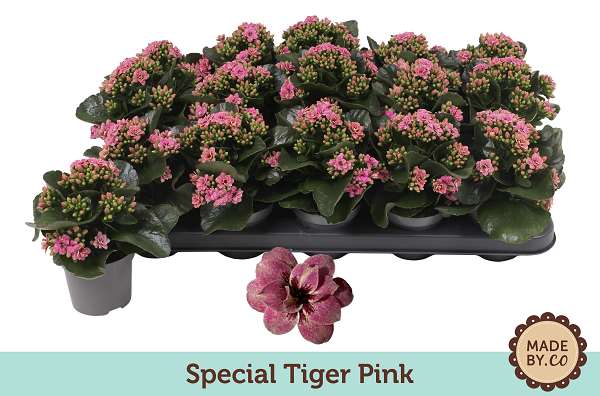 Picture of KALANCHOE BLOSSFELDIANA SPECIAL TIGER PINK