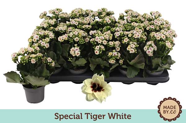 Picture of KALANCHOE BLOSSFELDIANA SPECIAL TIGER WHITE