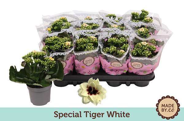 Picture of KALANCHOE BLOSSFELDIANA SPECIAL TIGER WHITE