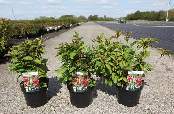 Picture of WEIGELA CHERRY LOVE