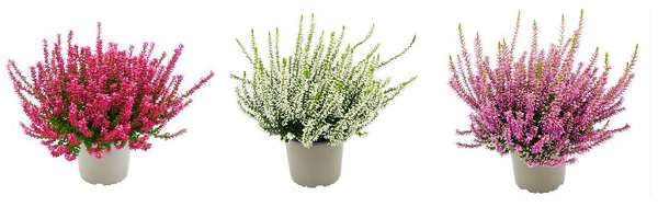 Picture of CALLUNA GARDEN GIRLS LÖNNEBY