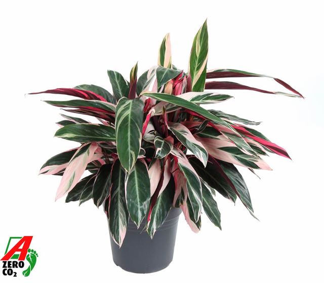 Picture of CALATHEA STROMANTHE TRIOSTAR
