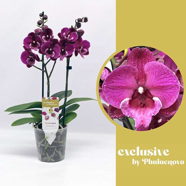 Picture of PHALAENOPSIS 02-STEM JULITA