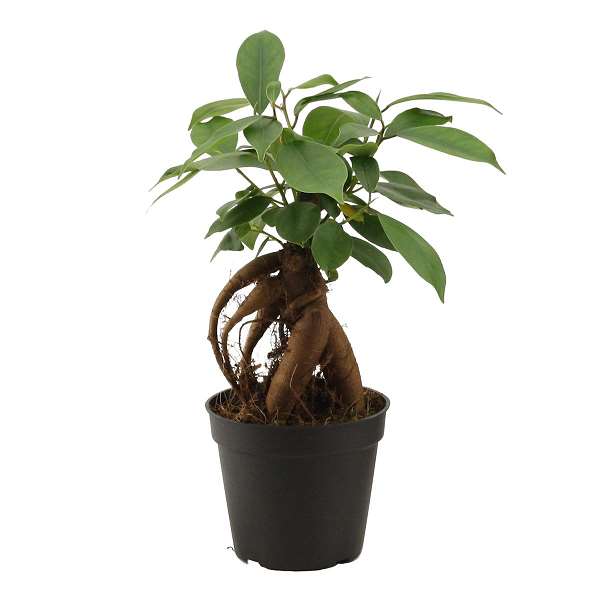 Picture of FICUS MICROCARPA GINSENG RETUSA