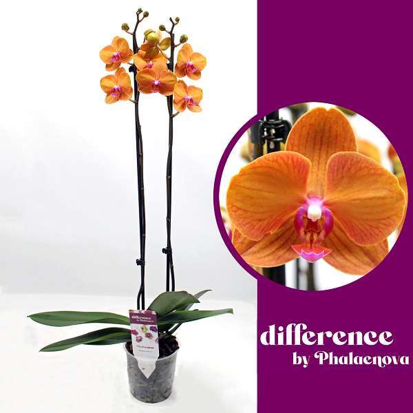 Picture of PHALAENOPSIS 02-STEM TAMARA