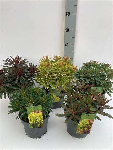 Picture of Euphorbia mix