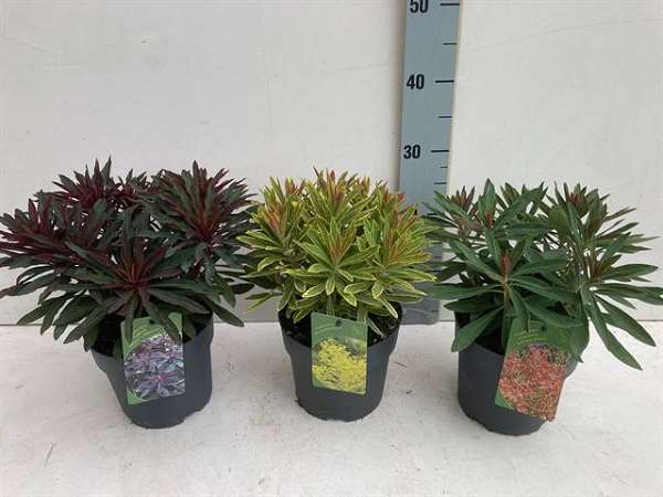 Picture of EUPHORBIA  MIX