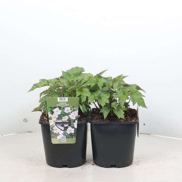 Picture of Anemone hybrida honorine jobert