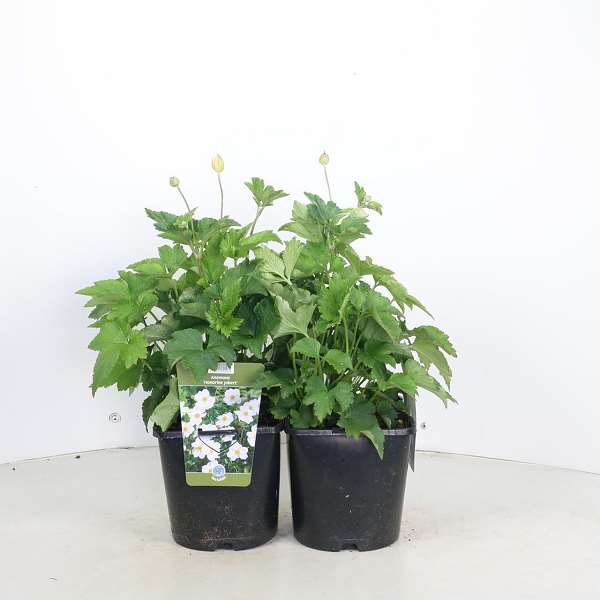 Picture of Anemone hybrida honorine jobert