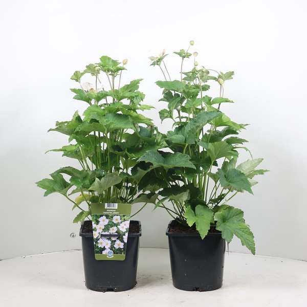 Picture of ANEMONE HYBRIDA HONORINE JOBERT