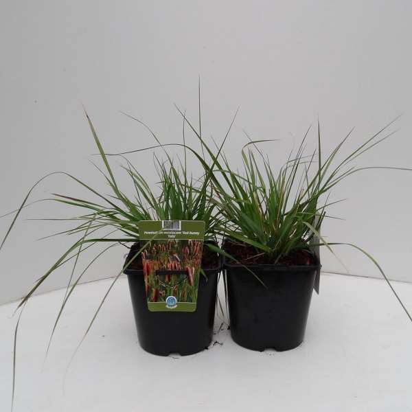 Picture of PENNISETUM MESSIACUM RED BUNNY TAILS