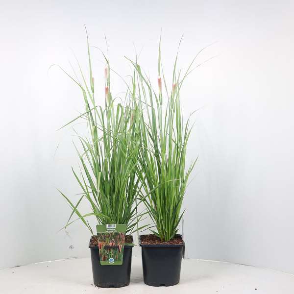 Picture of PENNISETUM MESSIACUM RED BUNNY TAILS