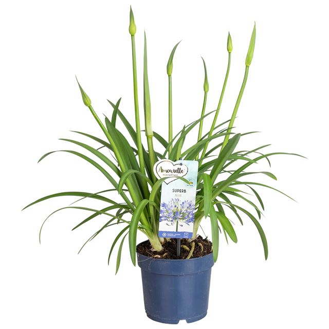Picture of AGAPANTHUS AFRICANUS AMOURETTE BLUE