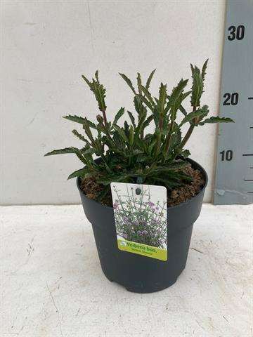 Picture of Verbena bonariensis
