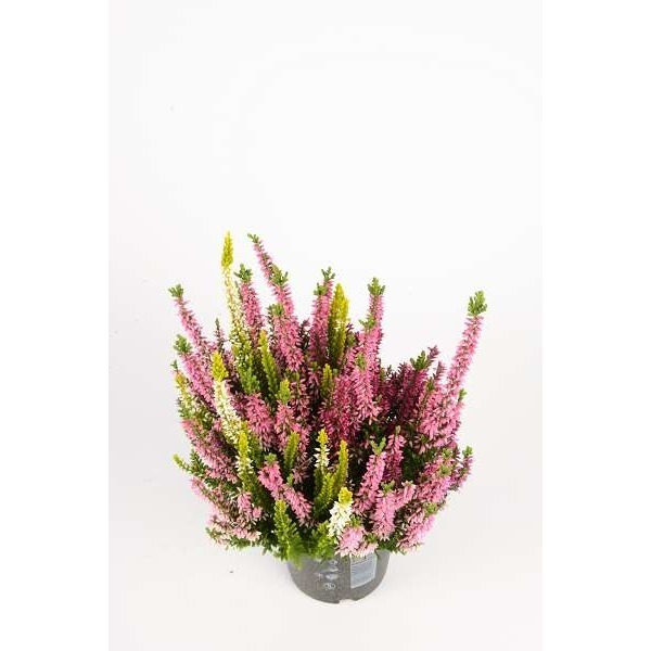 Picture of CALLUNA VULGARIS BEAUTY LADIES TRIO