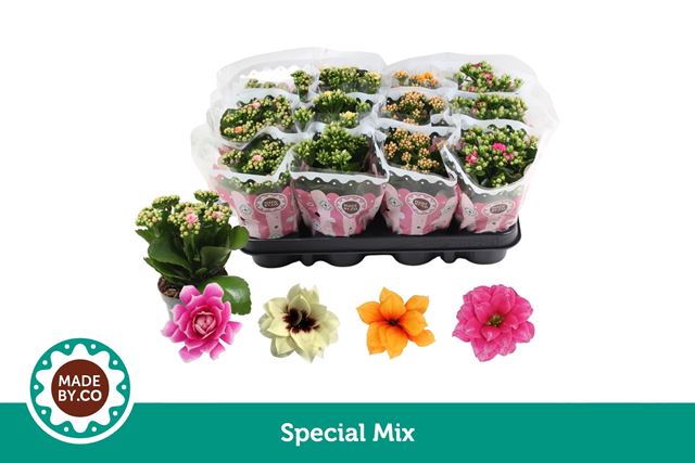 Picture of Kalanchoe double special mix