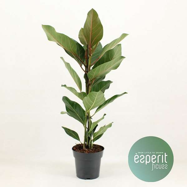 Picture of FICUS BENGHALENSIS JOY