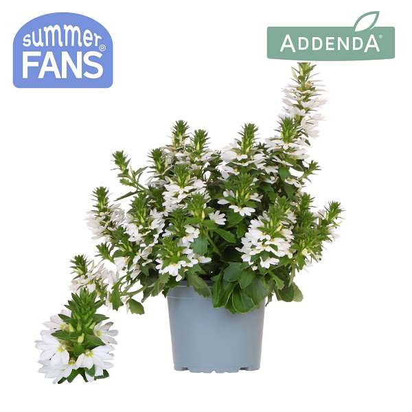 Picture of Scaevola white