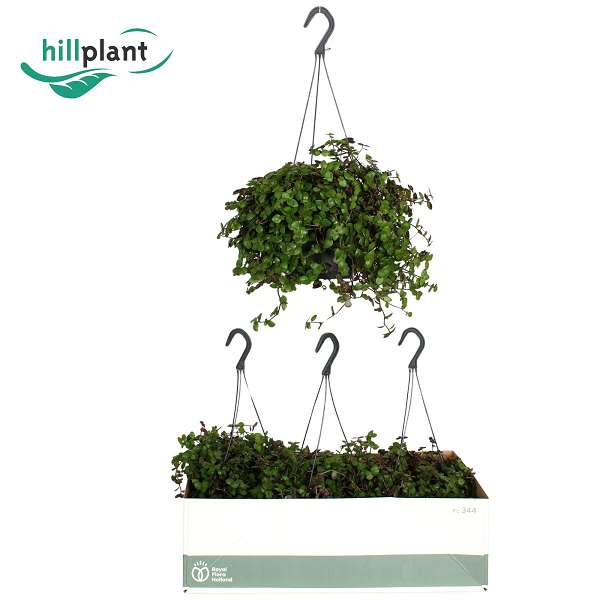 Picture of Callisia elegans in hanging basket