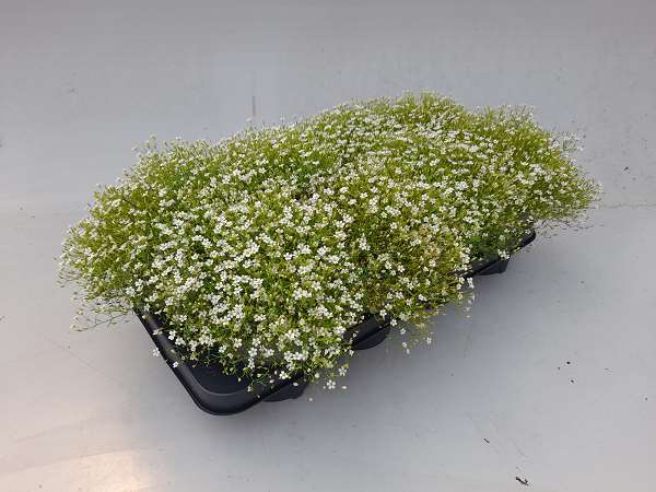 Picture of Gypsophila muralis white