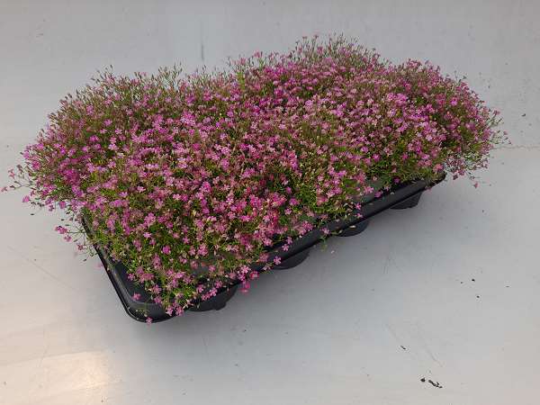 Picture of Gypsophila muralis pink