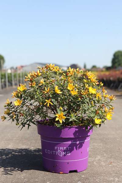 Picture of HYPERICUM RADIANCE