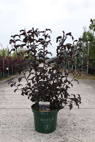 Picture of PHYSOCARPUS OPULIFOLIUS PANTHER NOBLE