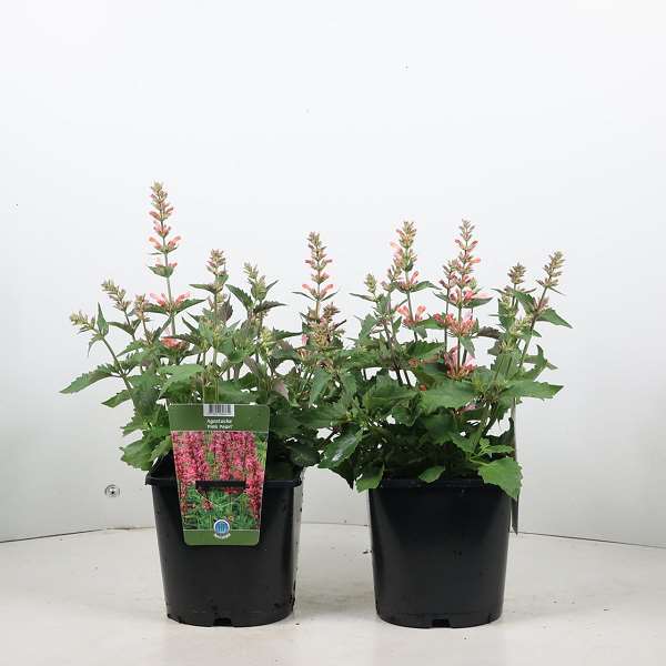 Picture of Agastache pink pearl