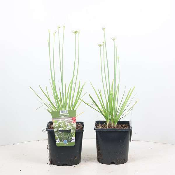 Picture of ALLIUM TUBEROSUM CLIFFS OF DOVER