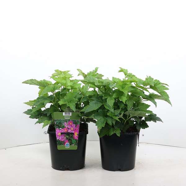 Picture of ANEMONE HYBRIDA PAMINA