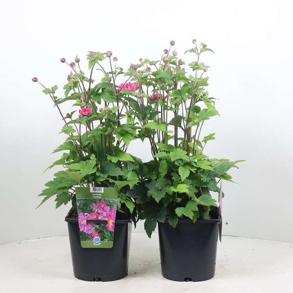 Picture of ANEMONE HYBRIDA PAMINA