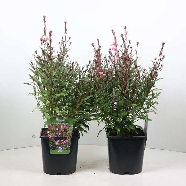 Picture of GAURA LINDHEIMERI BABY BUTTERFLY DARK PINK