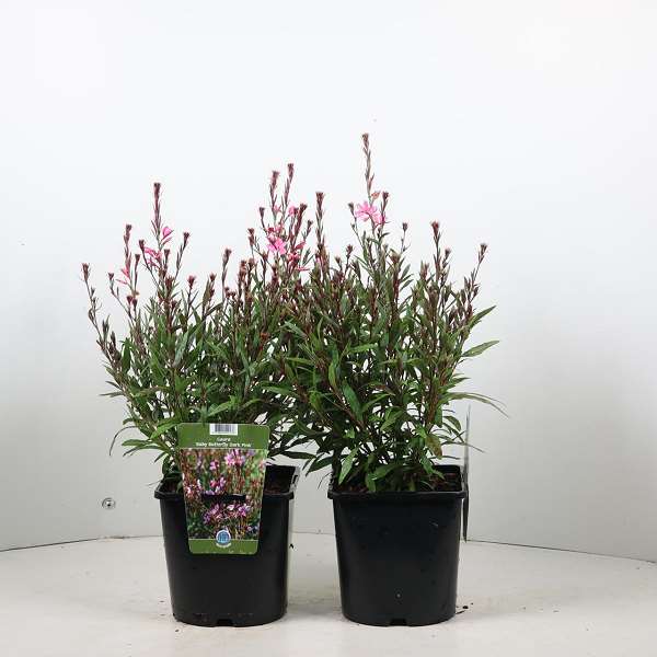 Picture of Gaura lindheimeri baby butterfly dark pink