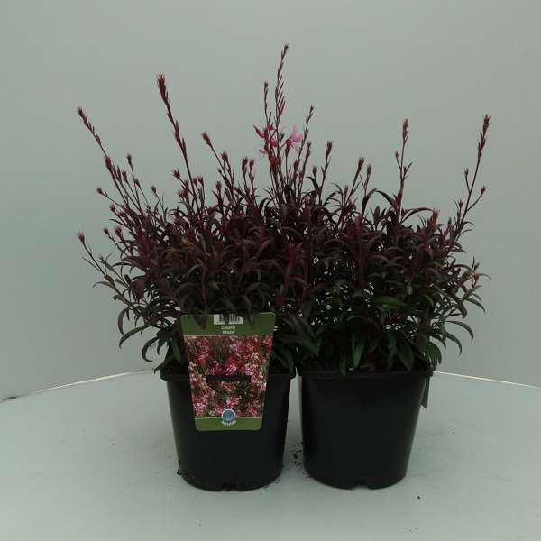 Picture of GAURA LINDHEIMER BLAZE